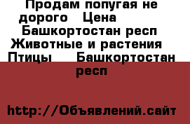 Продам попугая не дорого › Цена ­ 1 100 - Башкортостан респ. Животные и растения » Птицы   . Башкортостан респ.